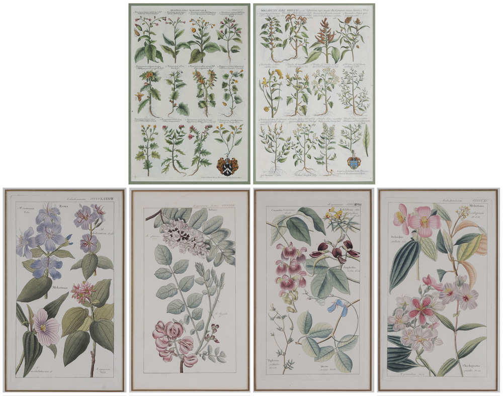 Six Botanical Prints (18th and 19th