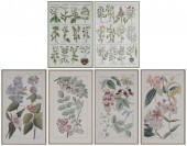 Six Botanical Prints (18th and