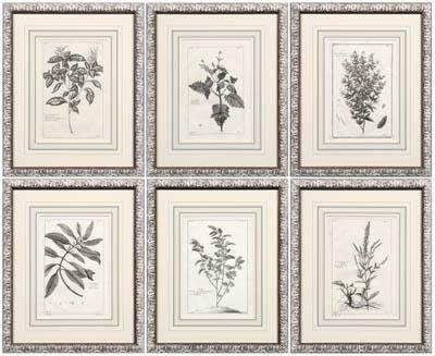 Six botanical prints, Pierre