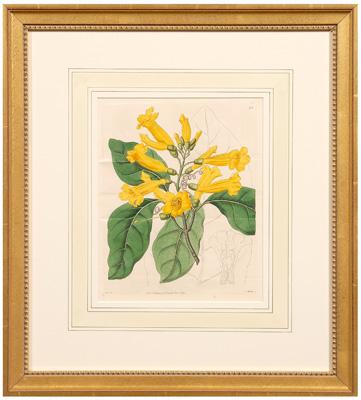 Six botanical prints Sydenham