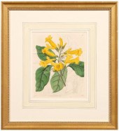Six botanical prints Sydenham