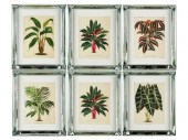 SIX BOTANICAL PRINTScomprising