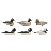 SIX CHINCOTEAGUE BUFFLEHEAD<br