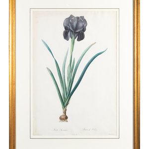Six Colored Botanical Engravings