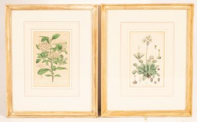 Six decorative botanical prints,
