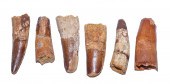 SIX FOSSIL DINOSAUR TEETH Spin