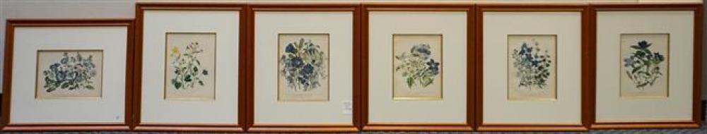 SIX FRAMED BOTANICAL COLOR