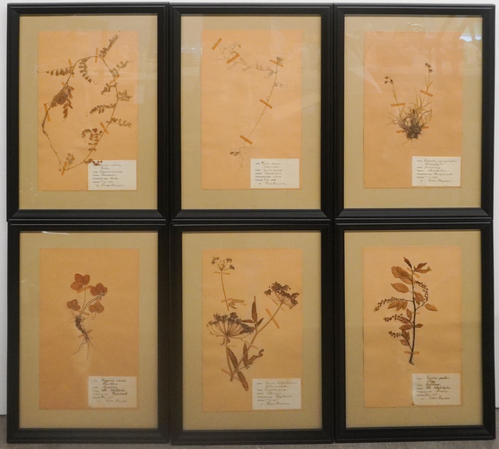 SIX FRAMED PRESSED PLANT SPECIMENS,