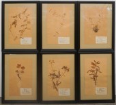 SIX FRAMED PRESSED PLANT SPECI