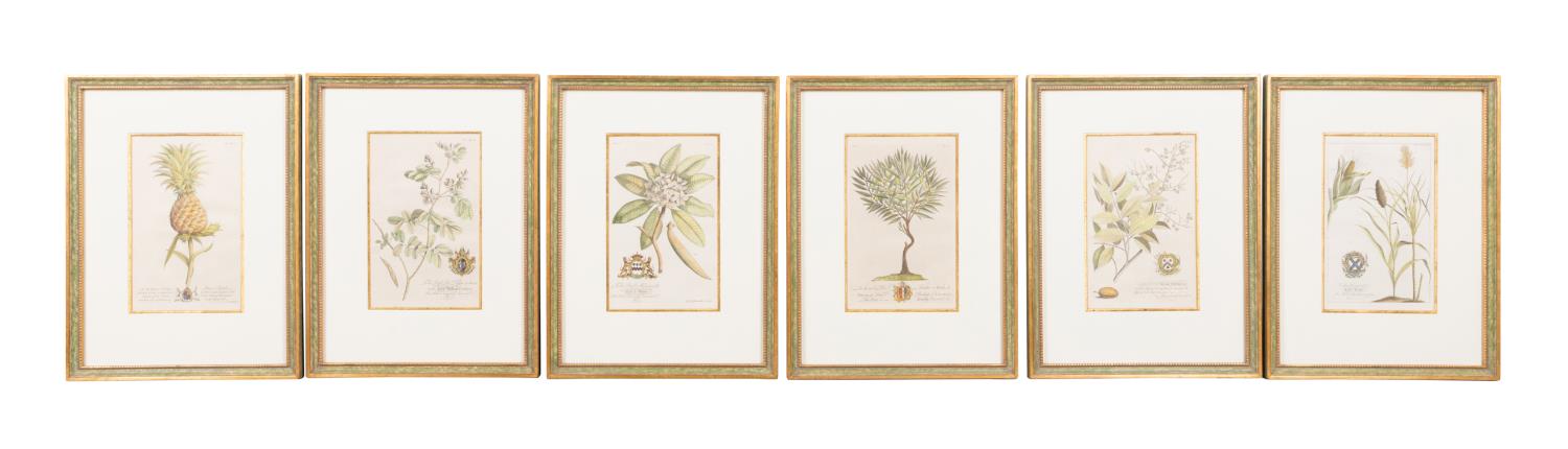 SIX HAND COLORED BOTANICAL