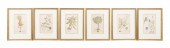 SIX HAND COLORED BOTANICAL ENG