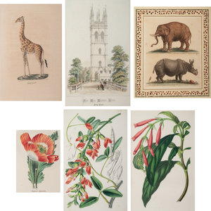 Six Hand-Colored Engravings