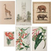 Six Hand-Colored Engravings
in