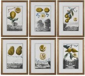 SIX JOHANN CHRISTOPH VOLCKAMER