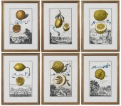 SIX JOHANN CHRISTOPH VOLCKAMER