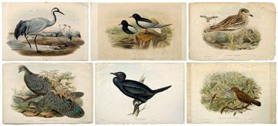 Six John Gould lithographs,