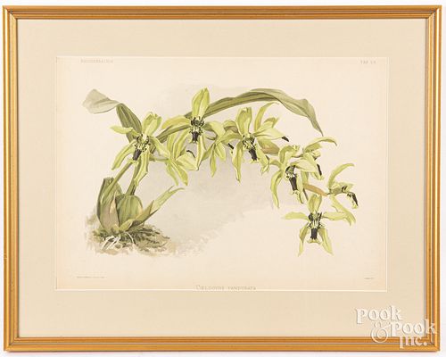 SIX JOSEPH MANSELL ORCHID