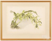 SIX JOSEPH MANSELL ORCHID LITH