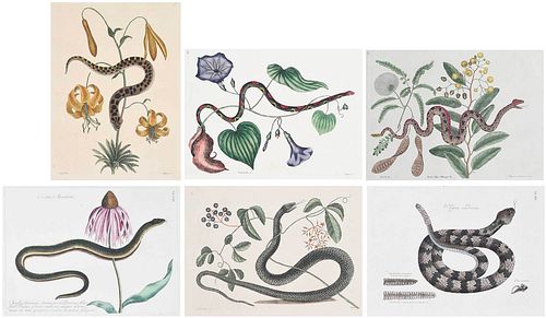 SIX MARK CATESBY RELATED