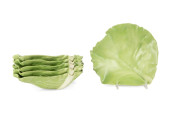 SIX MARY KIRK KELLY CABBAGE LE