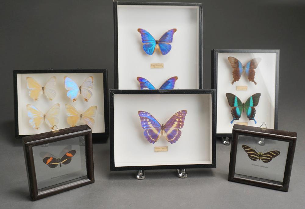 SIX MOUNTED BUTTERFLIES IN