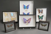 SIX MOUNTED BUTTERFLIES IN SHA