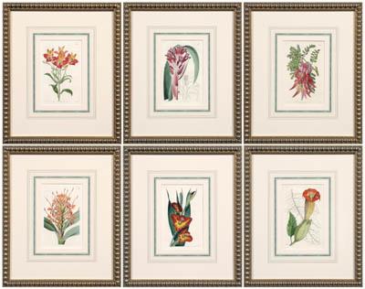 Six prints of botanicals, Edwards