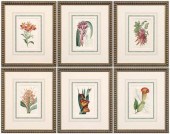 Six prints of botanicals, Edwa