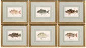 Six prints of fish, J. Bien (J