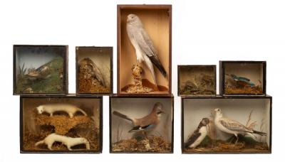 Six stuffed birds, a kingfisher,