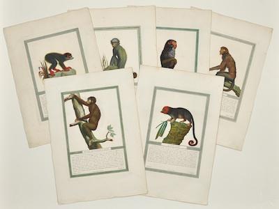 Six Unframed Primate Engravings