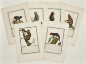 Six Unframed Primate Engraving