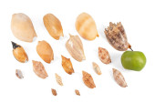 SIXTEEN COLLECTED SHELL W/ LAR