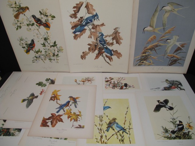 Sixteen offset lithographs of birds
