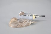 SLEEPING PINTAIL PAIREd Snyder