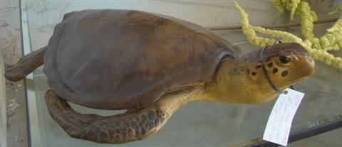 SMALL FAUX PAINTED RESIN TURTLE