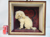SMALL TAXIDERMY DOG IN CASE, W