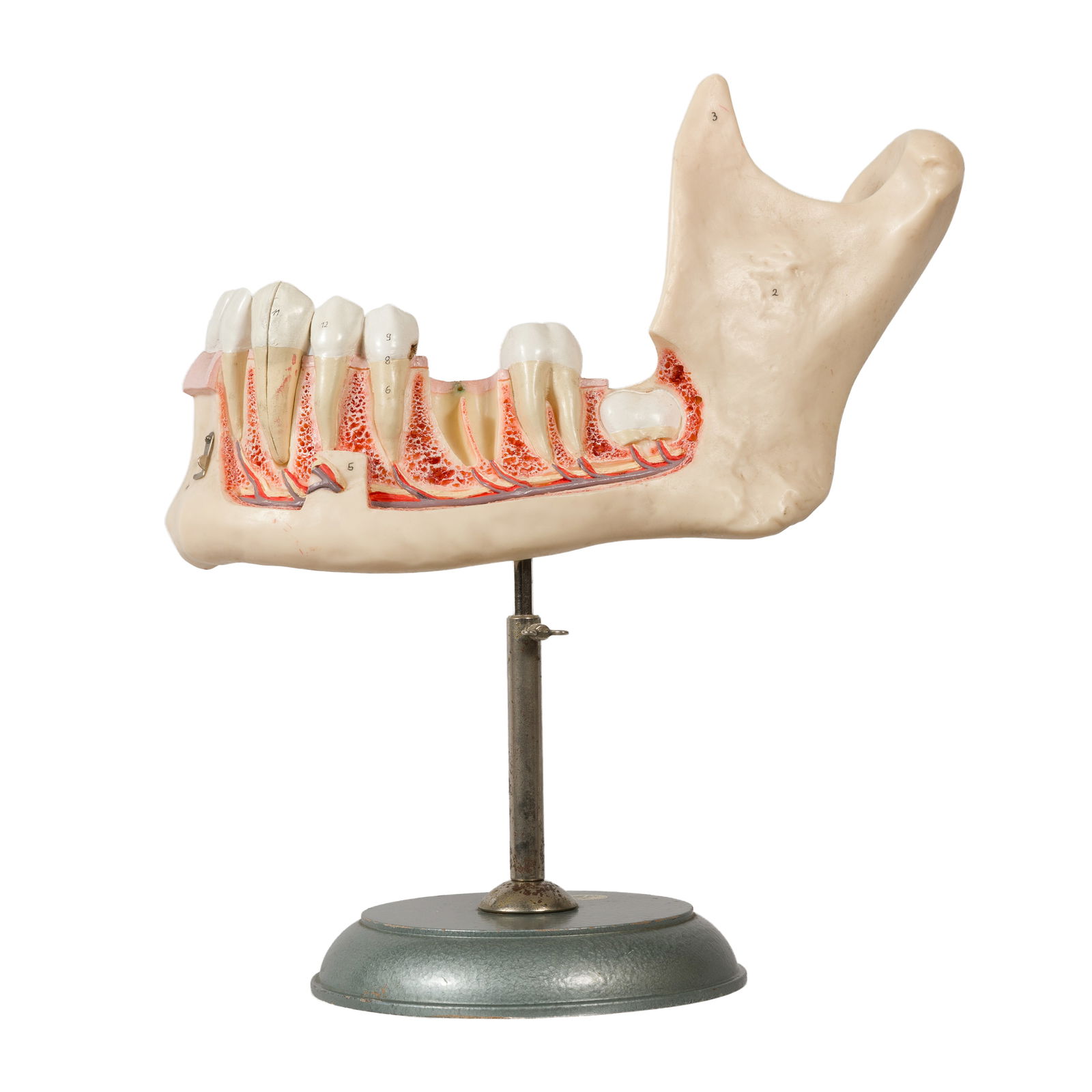 SOMSO ANATOMICAL MODEL OF THE LOWER