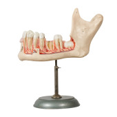 SOMSO ANATOMICAL MODEL OF THE