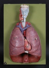 SOMSO ANATOMICAL MODEL THORACI