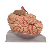 SOMSO HUMAN BRAIN WITH ARTERIE