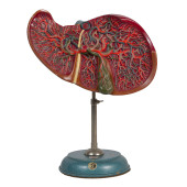 SOMSO HUMAN LIVER & GALLBLADDE