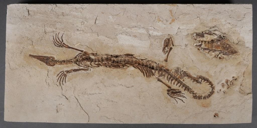 SOUTH AMERICAN MESOSAUR LIZARD