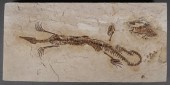 SOUTH AMERICAN MESOSAUR LIZARD