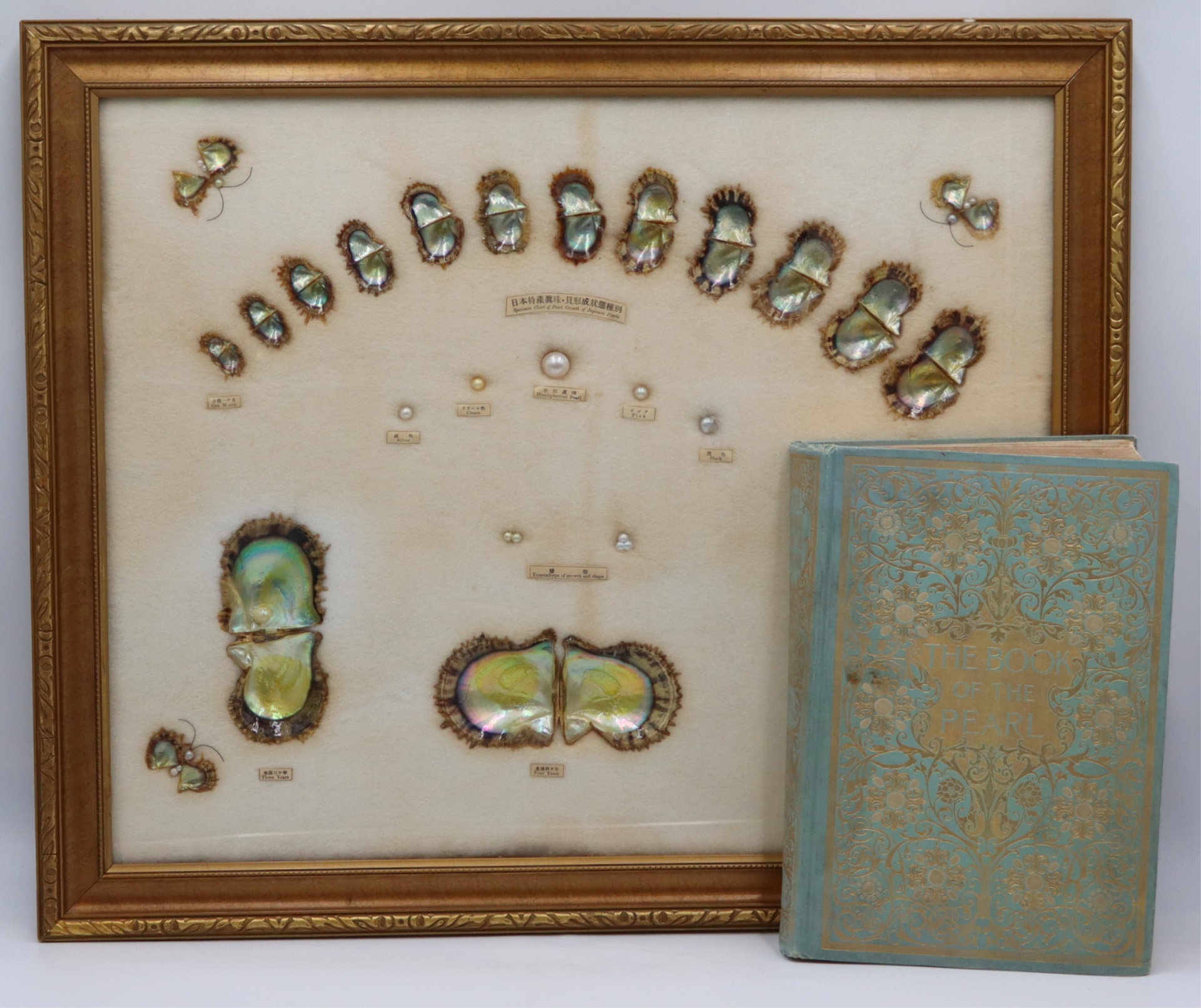 SPECIMEN CHART OF PEARL GROWTH OF