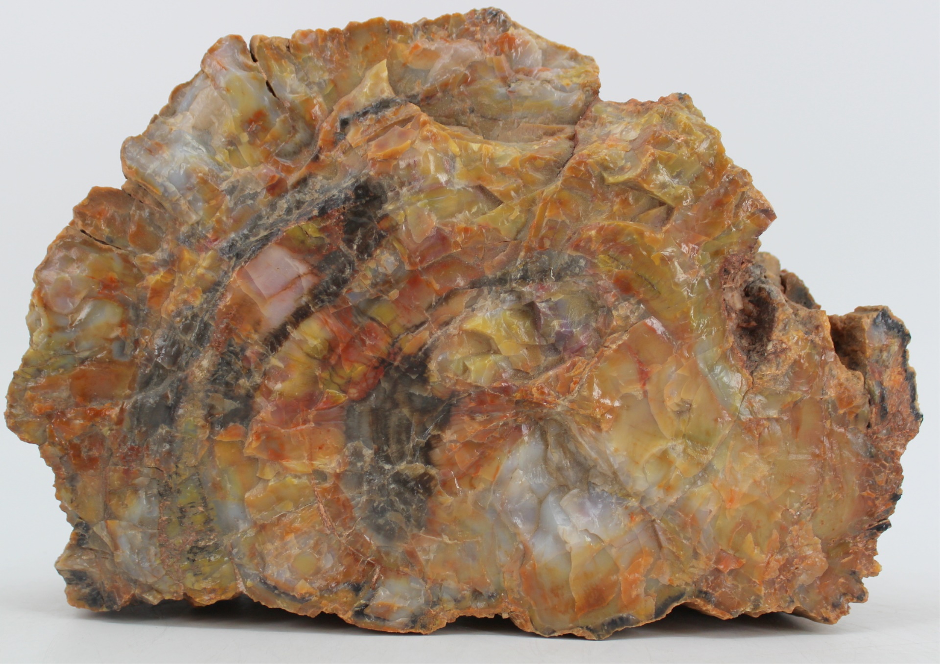 SPECIMEN. LARGE PETRIFIED RED