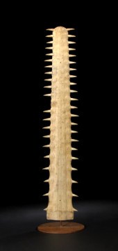 Specimen Sawfish Rostrum,  now