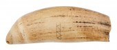 SPERM WHALE TOOTH TABUA LATE 1