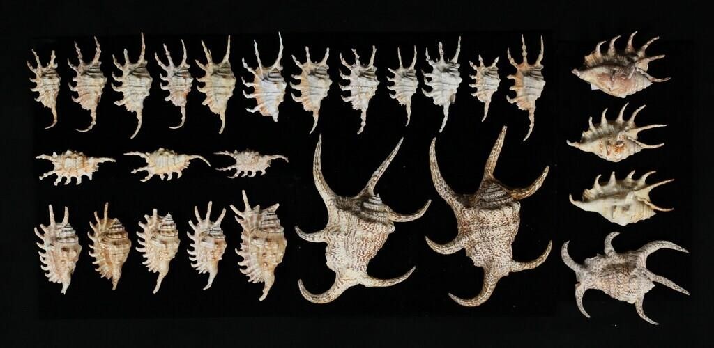 SPIDER CONCH SHELLS3 Lambis