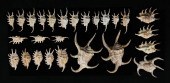SPIDER CONCH SHELLS3 Lambis ch